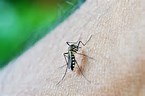 Temporary Paralysis attributed to Zika Virus