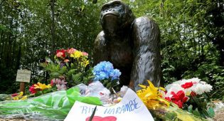Killing of Harambe: Just or Unjust?