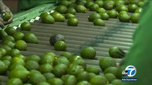 A picture of the avocado shipment process from ABC7