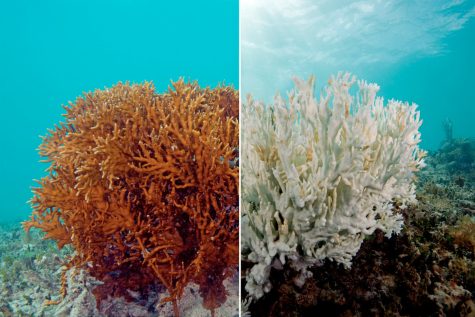 Before and After Photos of the Great Barrier Reef