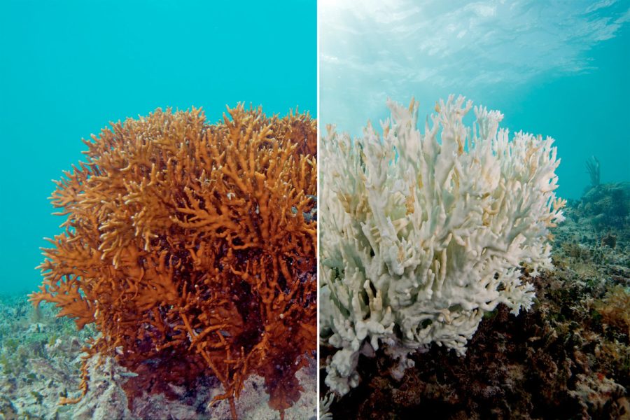 Before+and+After+Photos+of+the+Great+Barrier+Reef
